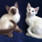 Балинезийские котята