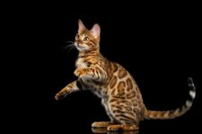 Бенгальская кошка коричневый окрас