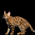 Бенгальская кошка коричневый окрас