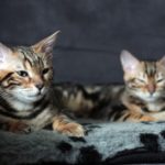бенгальские котята коричневые