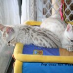 бенгальский котенок