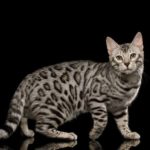 Бенгальская кошка серебристый окрас