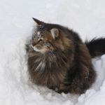 Норвежская лесной кот