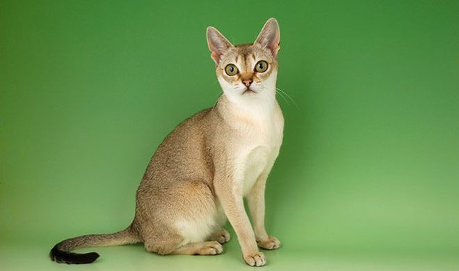 сингапурская кошка