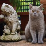 серый Британский кот