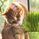 трава для кошек