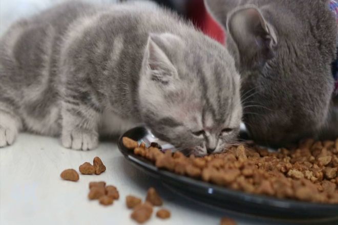 котенок ест корм
