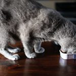 кошка кушает консеры