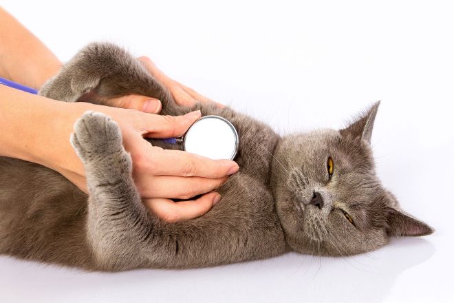 медицинская помощь кошкам и котам