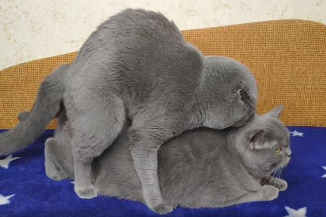 Беременные британские кошки