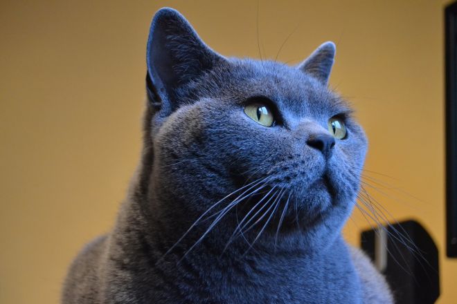 британский кот голубого цвета