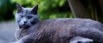 Британская короткошерстная голубая кошка