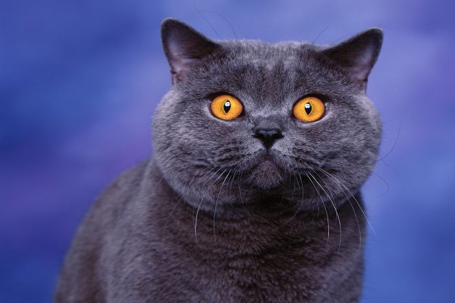 британский кот голубого цвета