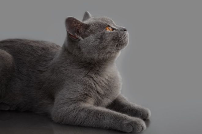 серый британский кот