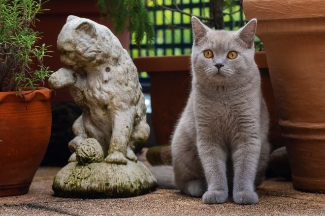 Коты Британцы Фото Прямоухие Серые