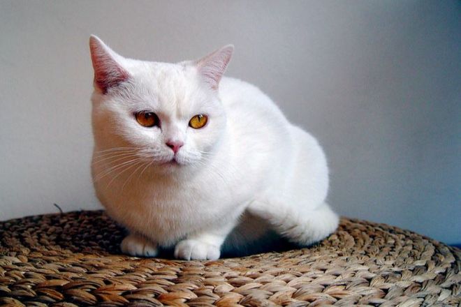 британская кошка белая