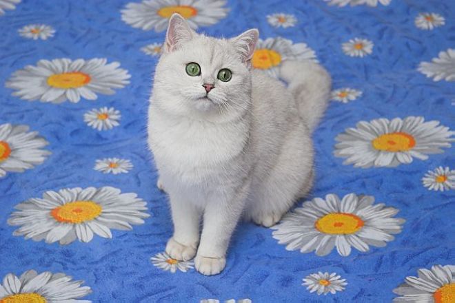 британская кошка белая