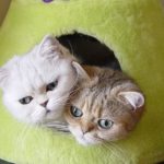 Короткошерстные экзоты кот и кошка