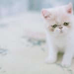 Экзотический короткошерстный котенок