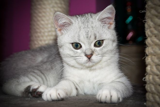 Кошки Шиншиллы Фото Цена