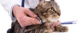 кошка на осмотре у ветеринара