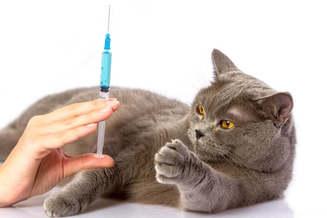 Кот получает прививку