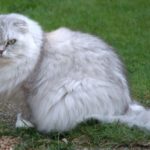 шотландская вислоухая кошка серая