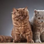 кот и кошка хайленд страйт