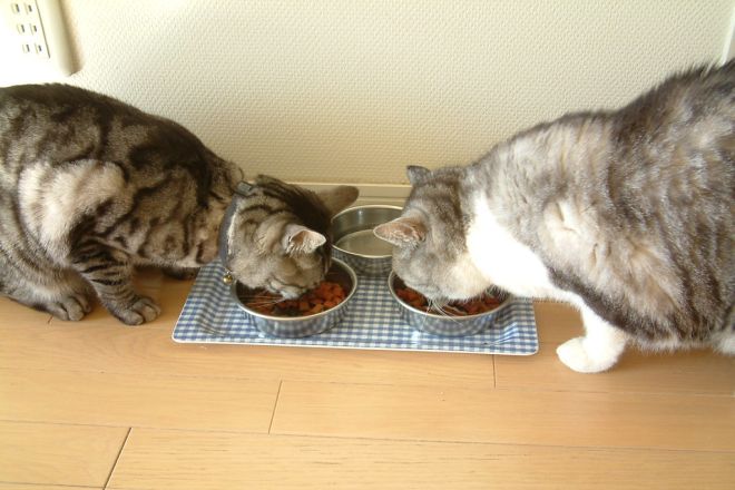 кот и кошка кушает корм
