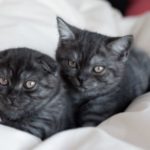2 черных котенка