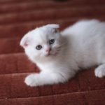 белый шотландский котенок