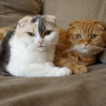 Скоттиш фолд кот и кошка