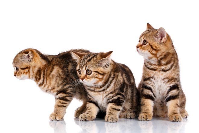 Кошка шотландская прямоухая и кот шотландский вислоухий какие будут котята thumbnail