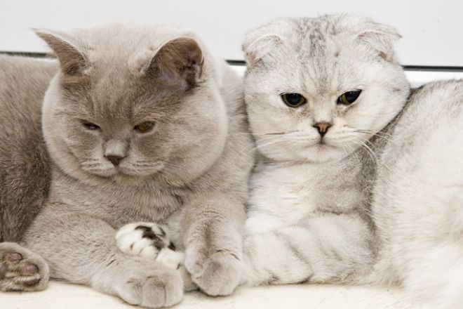 серый и серебристый кот и кошка