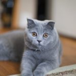 шотландский кот голубой окрас