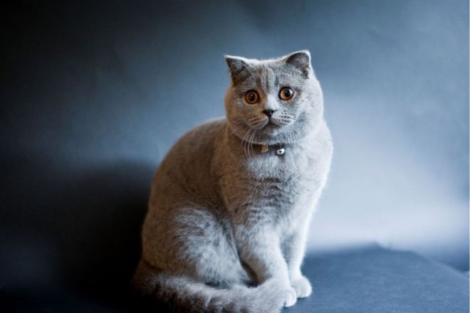 серый шотландский кот