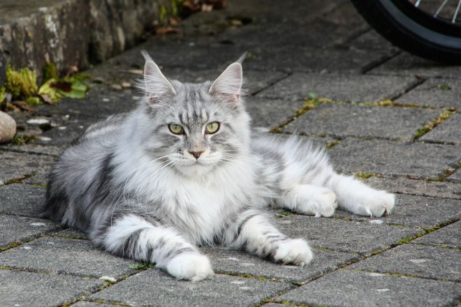 Порода кошек мейн кун: описание, характеристика, особенности, фото