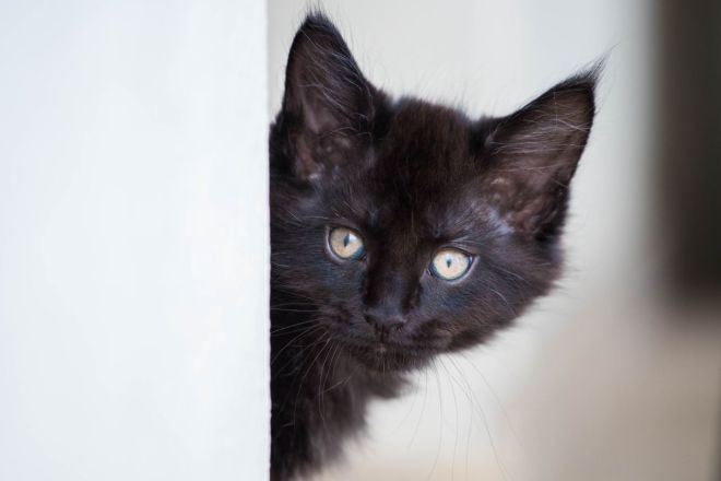 черный котенок мейн кун