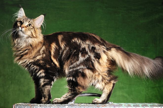 размер бенгальской кошки по месяцам