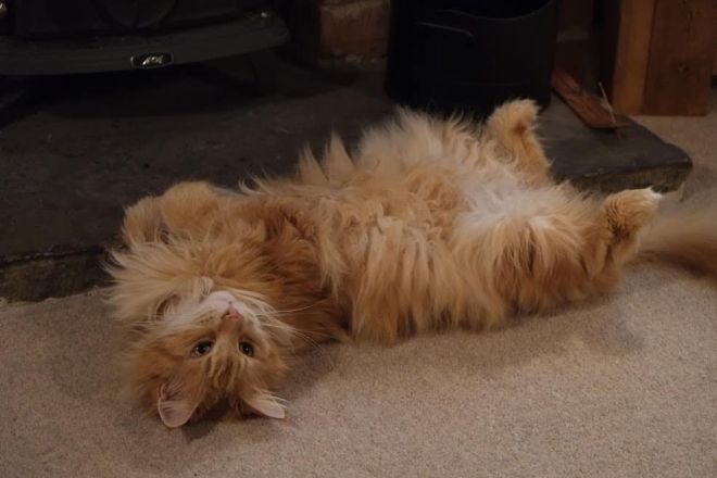 Кошка лежит на полу