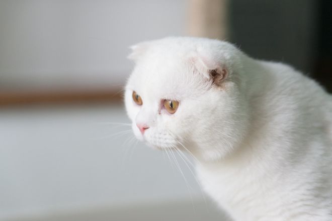 Белая шотландская кошка