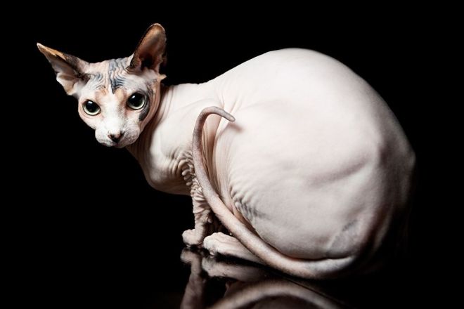 Лысая кошка сфинкс