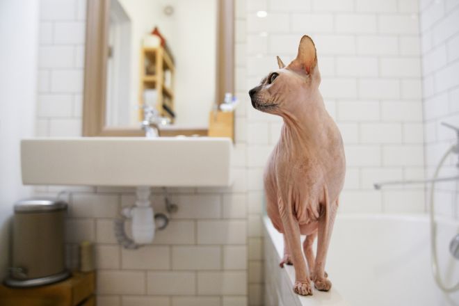 Лысая кошка в ванной