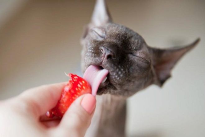 кошка облизывает ягоду