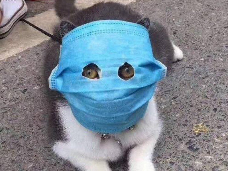кот в маске