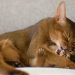 абиссинская кошка и котенок