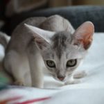 абиссинский котенок
