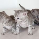3 котенка египетские мау порода