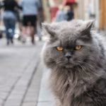 серый персидский кот