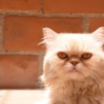 Персидский кот рыжий